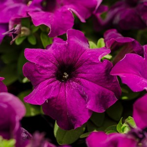 Limbo Deep purple5